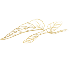 Rose Flower with gold line art png