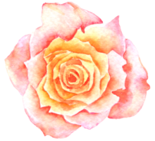 Rose flower watercolor collection png