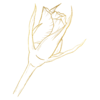 Rosenblüte mit goldener Strichzeichnung png