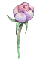 flor de peonía violeta, acuarela de flor de otoño png