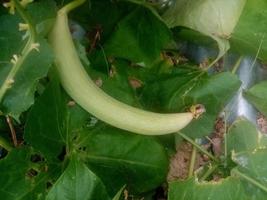 Sponge gourd,wallpaper,  beauty nature photo