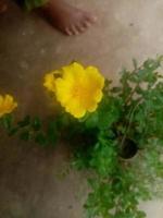 Portulaca Grandiflora, wallpaper, beautiful flower,  beauty  nature photo