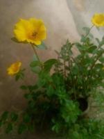 Portulaca Grandiflora, wallpaper, beautiful flower,  beauty  nature photo