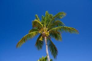 Cocos palm with cocos nuts in Playa del Carmen, Mexico photo