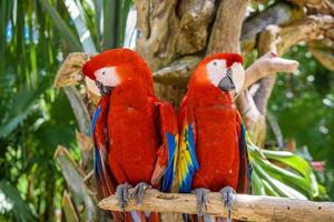 2 scarlet macaws Ara macao , red, yellow, and blue parrots sitting on the brach in tropical forest, Playa del Carmen, Riviera Maya, Yu atan, Mexico photo