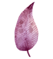 Leaf foliage watercolor png