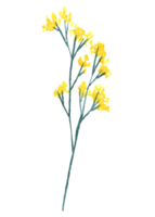 vildblomma akvarell, vacker blomma akvarell element png