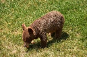 forrajeando bebé cachorro de oso negro en busca de un bocadillo foto