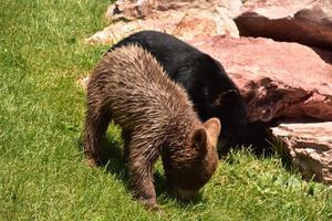 pareja juguetona de cachorros de oso negro bebé foto