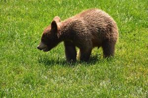 Cachorro de oso negro juvenil jugando en la hierba foto