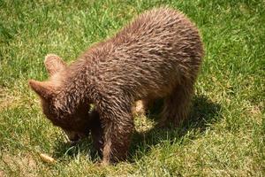 de cerca con un cachorro de oso negro canela foto