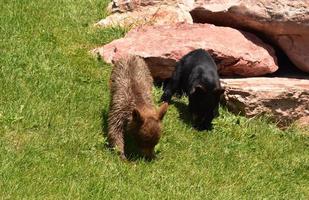 Pair of Cute Black Bear Cubs Sniffing the Ground photo