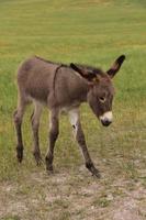 burro bebé gris oscuro caminando en un prado foto