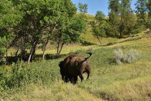 Backside of a Bison Roaming on a Game Trail photo