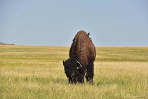 Amazing American Bison Grazing on Plains Grasses photo