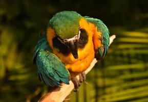 Mira de cerca un guacamayo azul y dorado foto