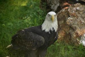 mirando directamente a la cara de un águila calva foto