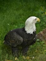 águila calva con un pico enganchado de pie en la hierba foto