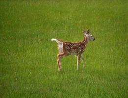 Spotted Deer Walking through Tall Grass in a Field photo