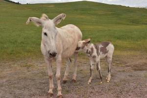 bebé burro amamantando a su madre en un campo foto