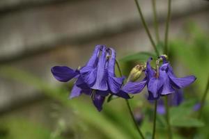 Close Up Look at a Purple Flowering Columbine Blossom photo
