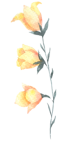 aquarela de flores silvestres, elemento de aquarela linda flor png