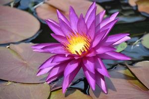 Amazing Close Up of a Blooming Water Lily photo