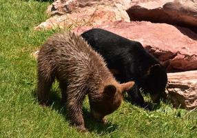 forrajeando un par de cachorros de oso negro en el verano foto