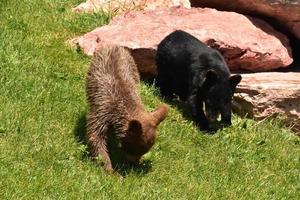 Two Baby Bear Cubs Foraging in the Summer photo