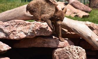 Precious Cinnamon Black Bear Cub Climbing Down photo