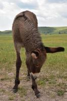 Itching Baby Burro Scratching His Nose on His Leg photo