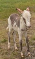Lanky White and Brown Spotted Burro Foal photo