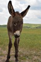 burro bebé con orejas muy grandes en un campo foto