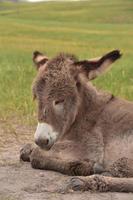 mirando a la cara de un burro bebé foto