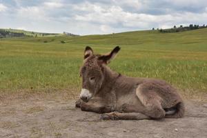 adorable joven burro durmiendo en un campo grande foto