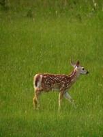 cervatillo de manchas dulces vagando por un campo foto