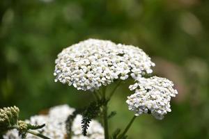 Flowering White Yarrow Wildflowers with Fern Leaves photo