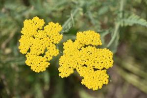 Very Pretty Blooming Yellow Yarrow Wildflower Blossoms photo