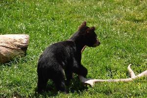 joven cachorro de oso negro jugando con una cornamenta foto