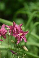 Pretty Pink Columbine Blossoms Blooming in a Garden photo