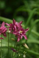 Looking into the Center of a Flowering Pink Columbine photo