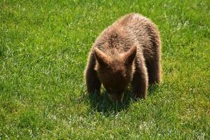 Cinnamon Colored Baby Black Bear Cub Playing photo