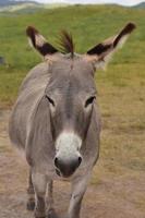 Burro mendigando en el parque estatal Custer, Dakota del Sur foto