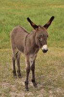 Fluffy Dark Colored Baby Burro Standing in a Field photo