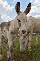 Baby Burro with Big Ears Looking Adorable photo