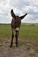 Young Dark Brown Begging Burro in Custer State Park photo
