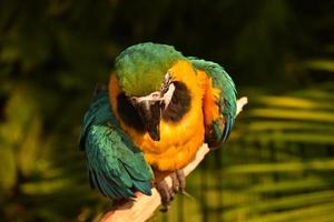 loro neotropical en una percha de madera en un día cálido foto