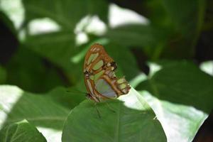 Tattered Wing on a Malachite Butterfly on a Leaf photo