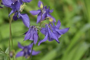 Striking Purple Columbine Blossoms in a Garden photo