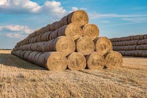 huge straw pile of Hay roll bales on among harvested field. cattle bedding